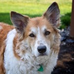 10917427_1110834268934124_1083699658413774386_n