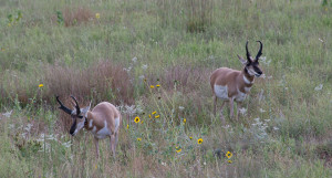 Pronghorn