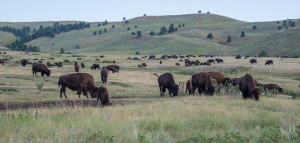 Hundreds of Bison