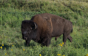 Lone Bison Bull