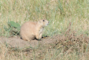Prairie Dog
