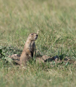 Prairie Dog