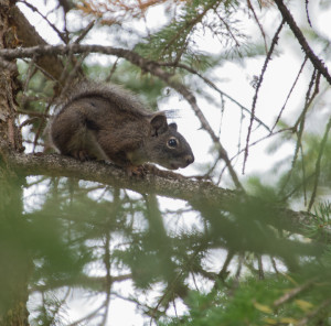 Pesky Squirrel in Falls Campground.