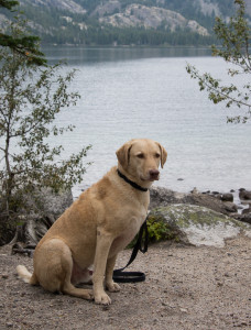 Along Jenny Lake in Grand Teton National Park.