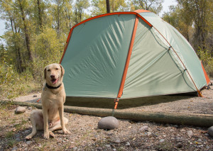 Tent Camping in Grizzly Country.