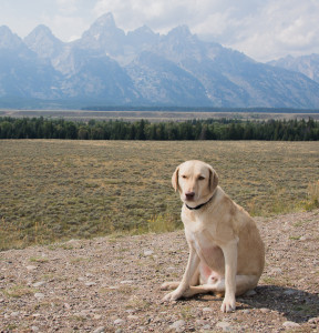 Finally the mountains came out - these are the Tetons.