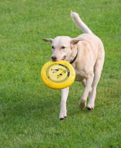 Playing Frisbee