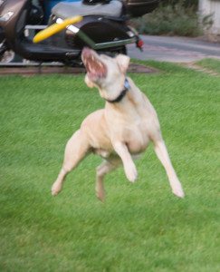 Channeling my inner Border Collie.